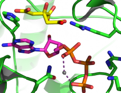 The ATP bound active site of AsbB (PDB ID=3to3), an NIS sythetase (Hoffmann Lab Research)