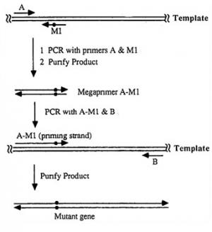 __Figure 2.__ PCR-based site-directed mutagenesis using megaprimer PCR. Location of the introduced mutation is indicated by the dot in mutagenesis primer 1. Adapted from Barik S. (1996) Site-directed mutagenesis in vitro by megaprimer PCR. Methods Mol Biol. 57:203-15.